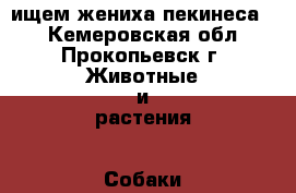 ищем жениха пекинеса.  - Кемеровская обл., Прокопьевск г. Животные и растения » Собаки   